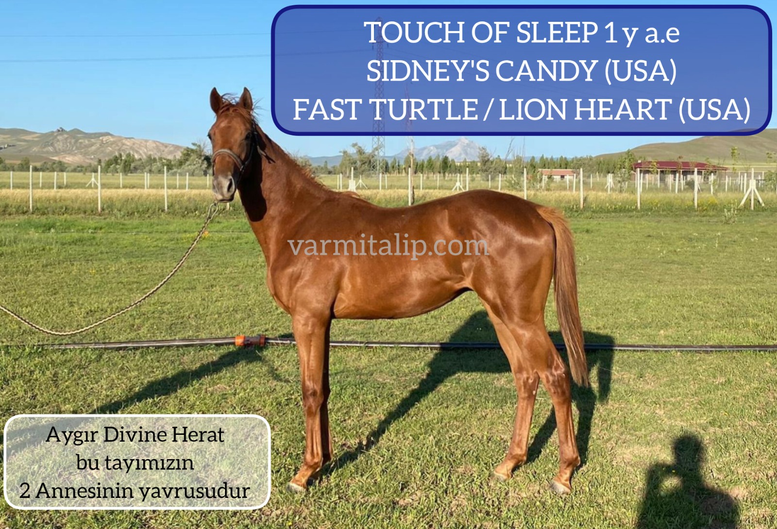 1 BUÇUKLU ERKEK 22 SIDNEY'S CANDY&FAST TURTLE / LION HEART